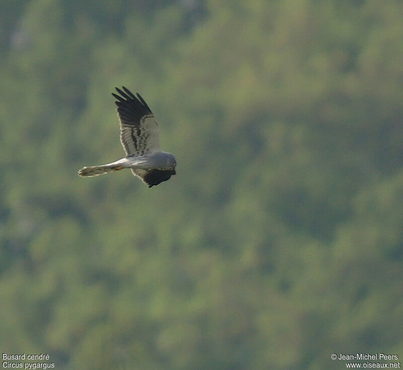 Montagu's Harrier male