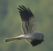 Montagu's Harrier