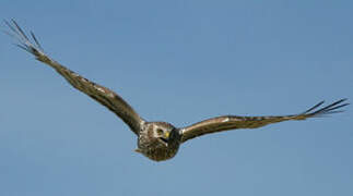 Hen Harrier