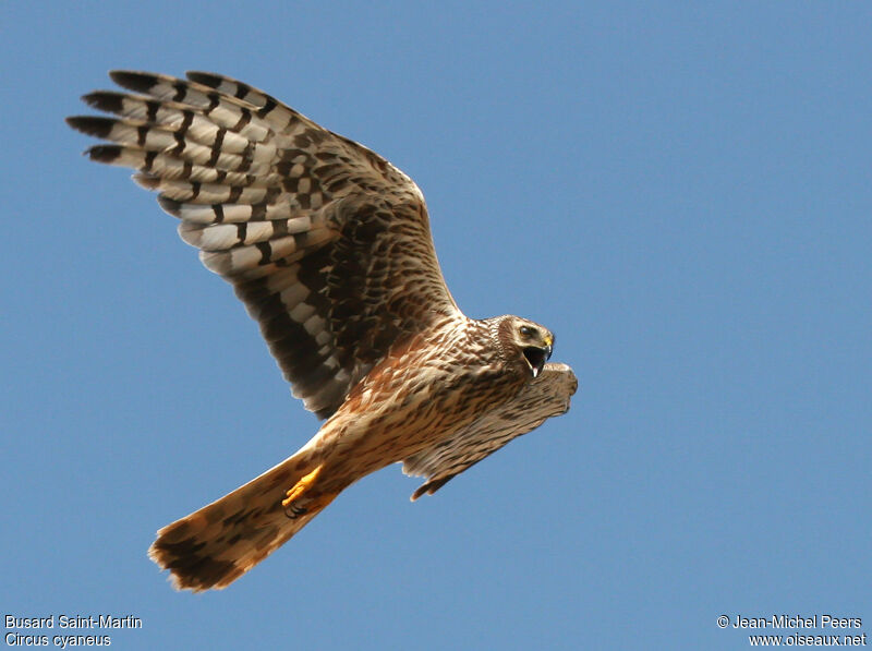 Hen Harrier female adult