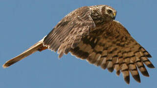 Hen Harrier