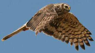 Hen Harrier