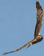 Hen Harrier