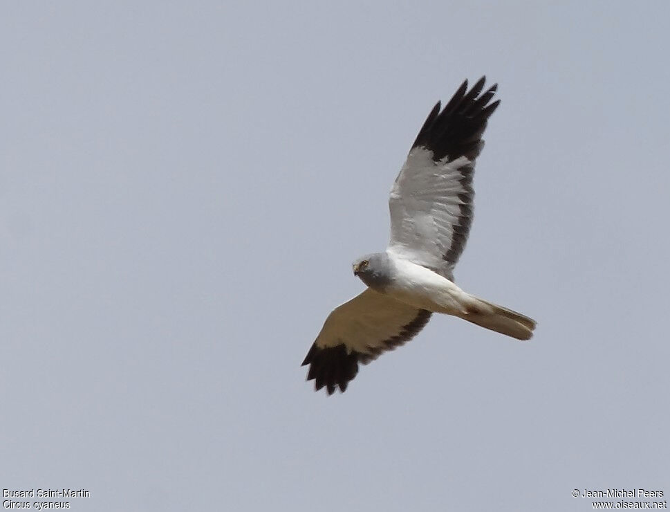 Hen Harrier male adult