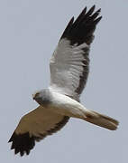 Hen Harrier