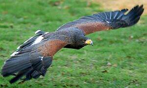 Harris's Hawk