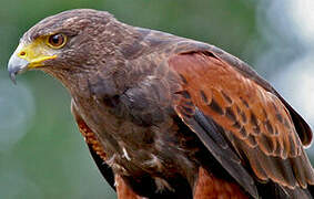 Harris's Hawk