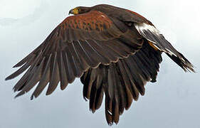 Harris's Hawk