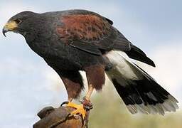 Harris's Hawk