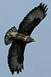 Buse variable