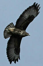 Buse variable