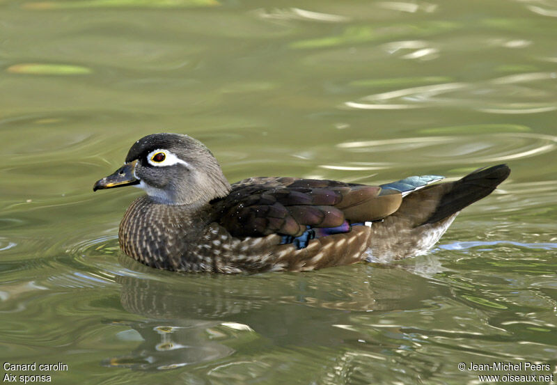 Canard carolin femelle adulte