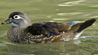 Wood Duck