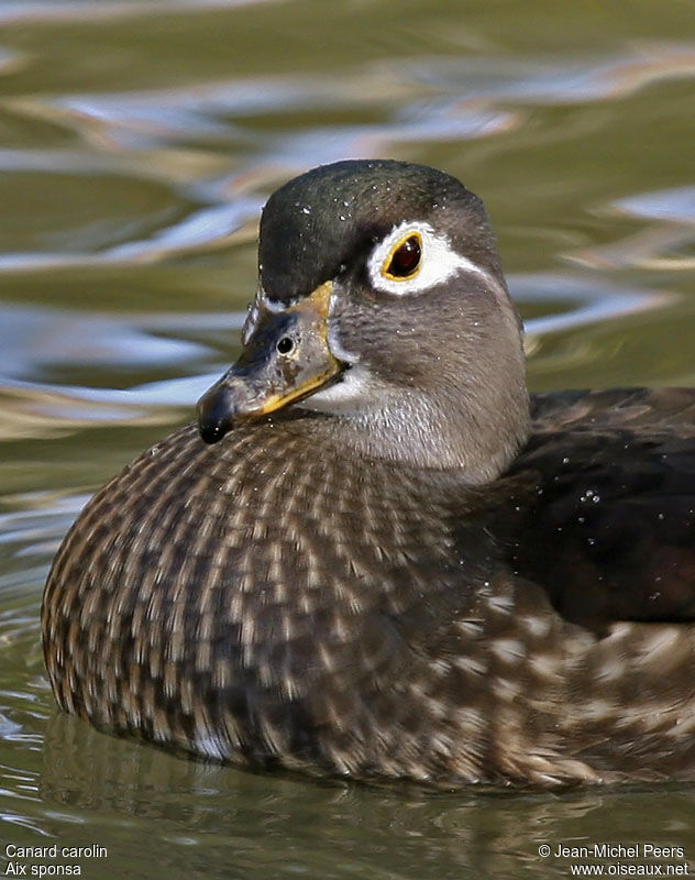 Canard carolin mâle adulte