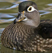 Wood Duck