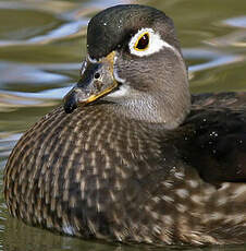 Canard carolin