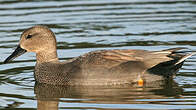 Canard chipeau