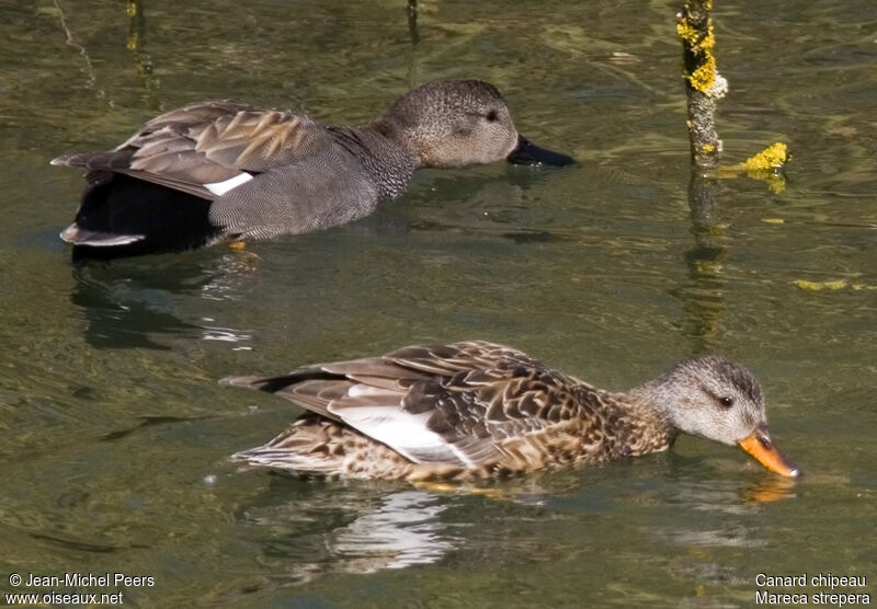 Gadwall 