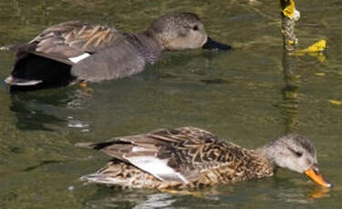 Canard chipeau