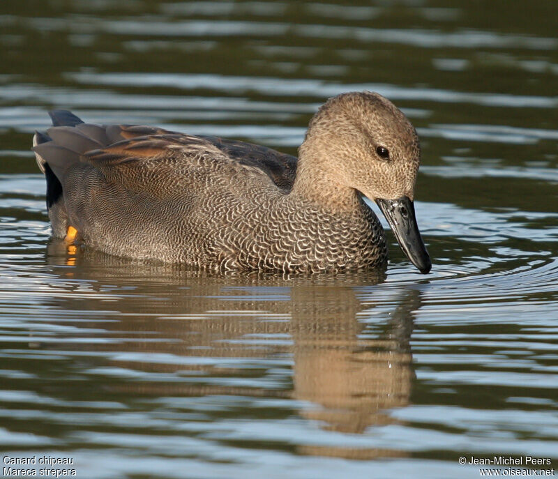 Canard chipeau mâle adulte