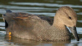 Gadwall