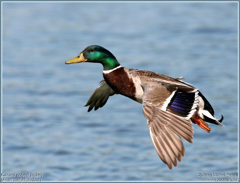 Canard colvert