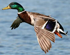 Canard colvert