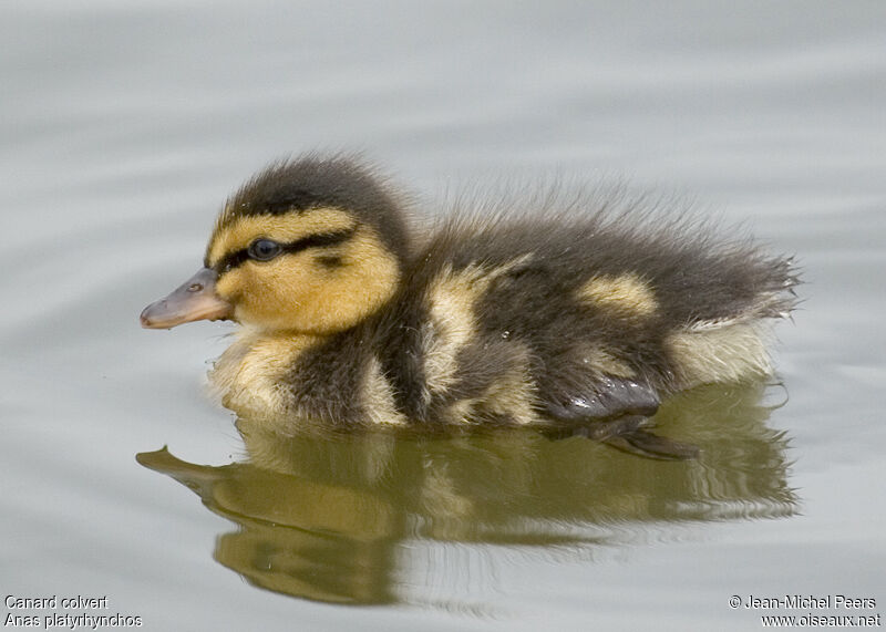 Canard colvertjuvénile