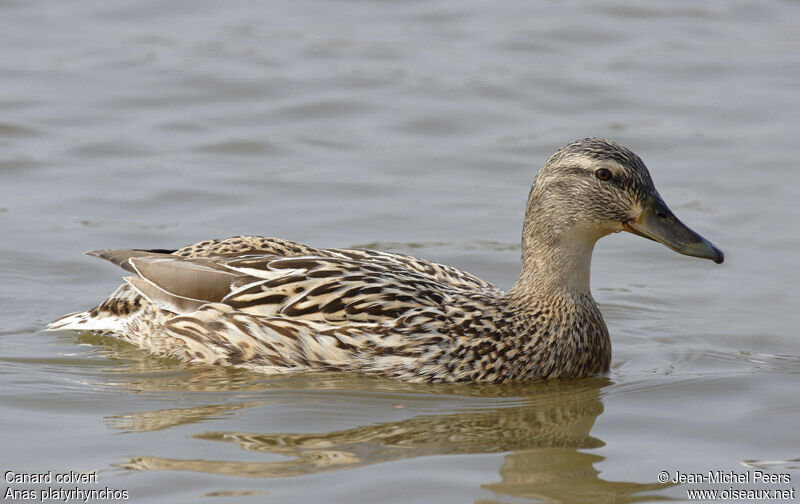 Canard colvert femelle adulte