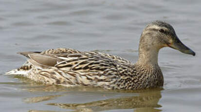 Canard colvert