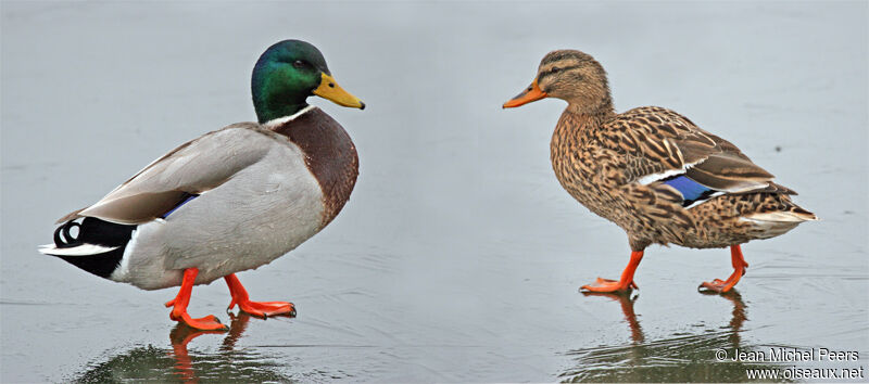 Mallard 