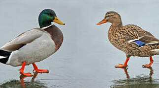 Canard colvert