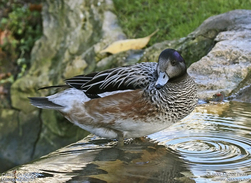 Chiloe Wigeon