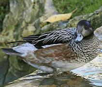 Chiloe Wigeon