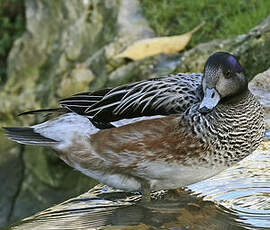 Canard de Chiloé