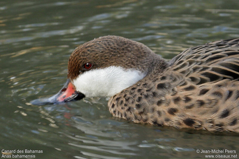 White-cheeked Pintail male adult