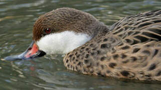 White-cheeked Pintail