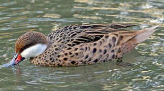 White-cheeked Pintail