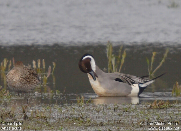 Canard pilet mâle adulte