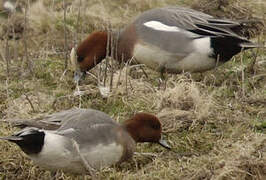 Eurasian Wigeon