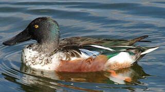 Northern Shoveler