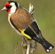 European Goldfinch