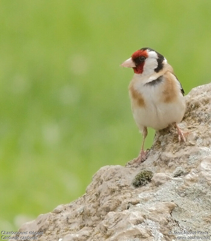 Chardonneret élégant mâle