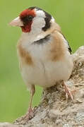 European Goldfinch