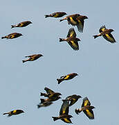 European Goldfinch