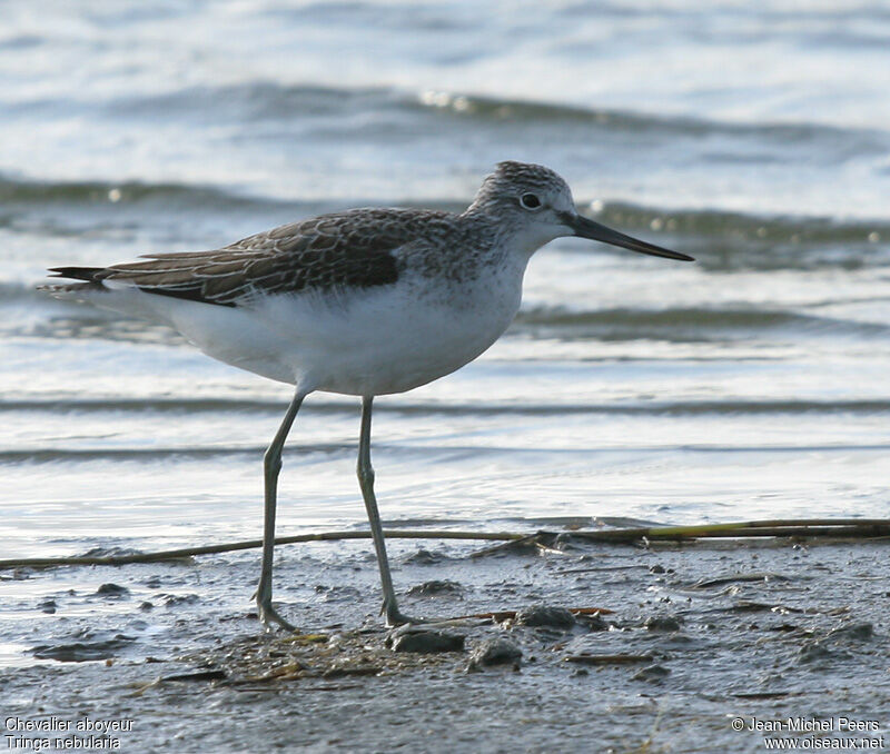 Common Greenshankadult post breeding