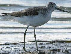 Common Greenshank