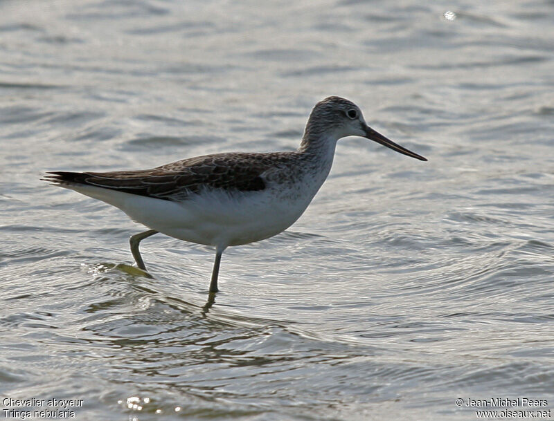 Common Greenshankadult post breeding