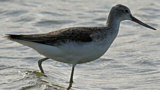 Common Greenshank