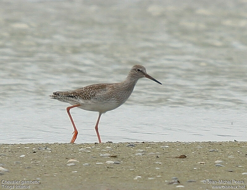 Common Redshankadult